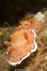 Goniobranchus reticulatus by Antonio Venturelli 